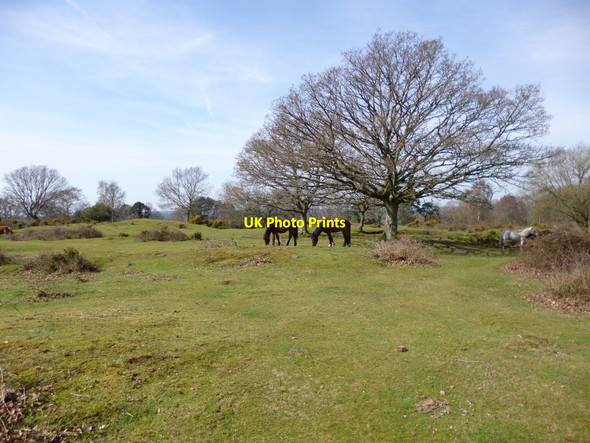 Photo 6"x4" Hyde Common Fordingbridge c2012