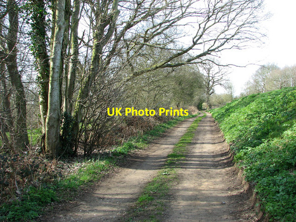 Photo 6"x4" Public byway on the edge of Strumpshaw Fen Buckenham c2012