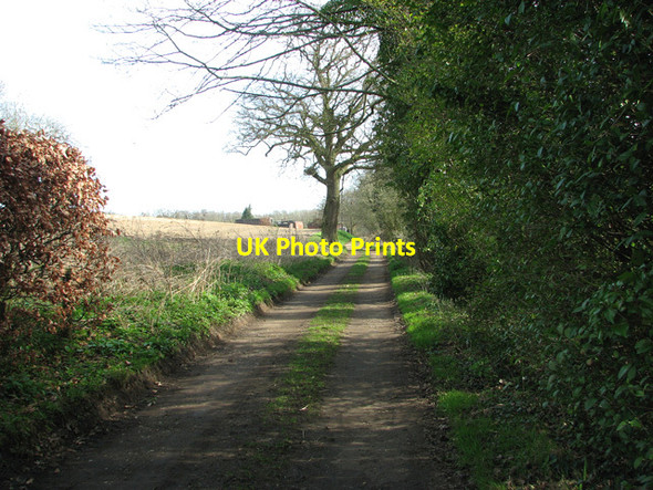 Photo 6"x4" Track along the edge of Strumpshaw Fen Surlingham c2012