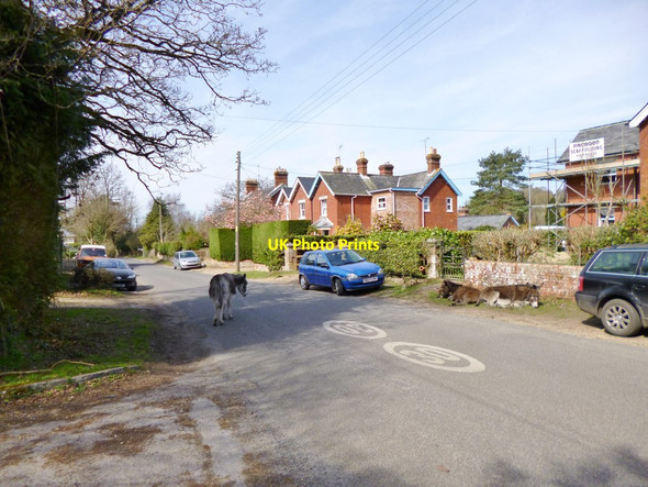 Photo 6"x4" Stuckton, donkeys Fordingbridge c2012