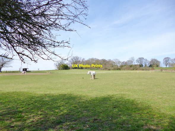 Photo 6"x4" Stuckton, horse grazing Fordingbridge c2012