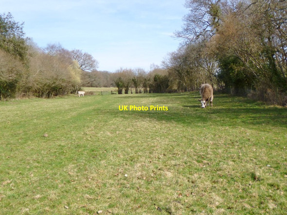 Photo 6"x4" Stuckton, cattle grazing Fordingbridge c2012