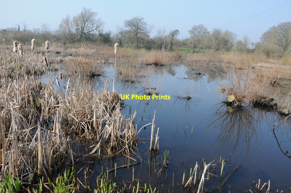Photo 6"x4" Wetland beside the River Severn Hawford c2012
