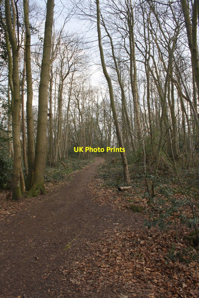 Photo 6"x4" Footpath through Cornwall Copse Little Heath\/SU6573 c2012