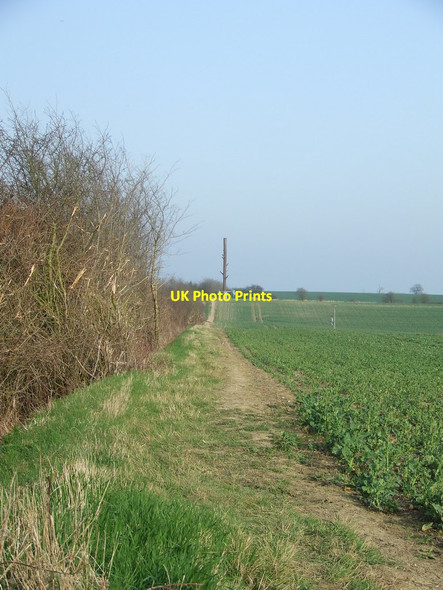 Photo 6"x4" Not A Real Tree Babel Green c2012