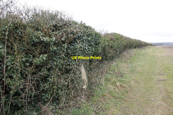 Photo 6"x4" Hidden in the hedge King's Somborne c2012