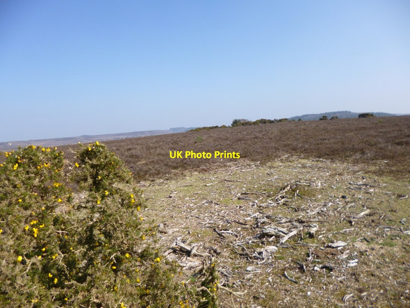 Photo 6"x4" Dorridge Hill, heathland Furze Hill\/SU1711 c2012