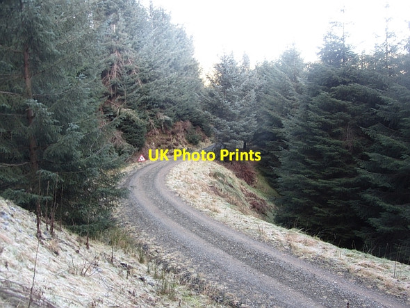 Photo 6"x4" Logging road, Glentress Forest Williamslee c2012