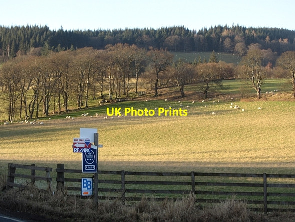 Photo 6"x4" Eshiels Holdings Peebles\/NT2540 c2012