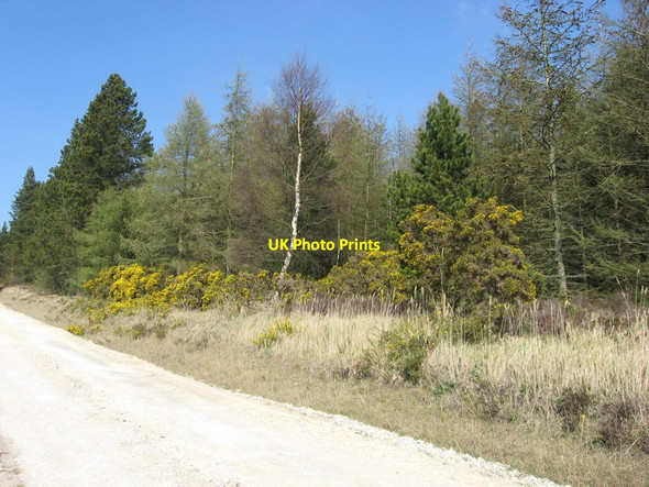 Photo 6"x4" Langdale Forest School Fm\/SE9092 c2012