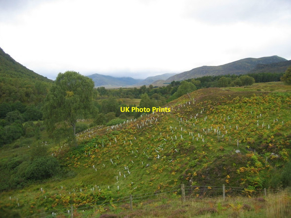Photo 6"x4" Autumn in Glen Banchor Newtonmore c2011