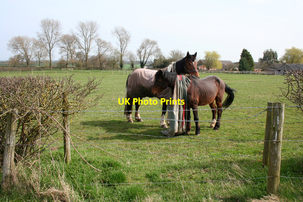 Photo 6"x4" Horses in paddock by Mickley Hall Broomhall\/SJ6247 c2010