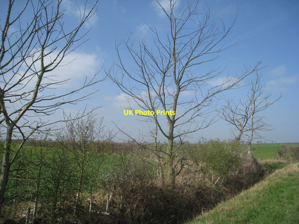 Photo 6"x4" Dead trees by the roadside Aisby\/SK8792 c2012