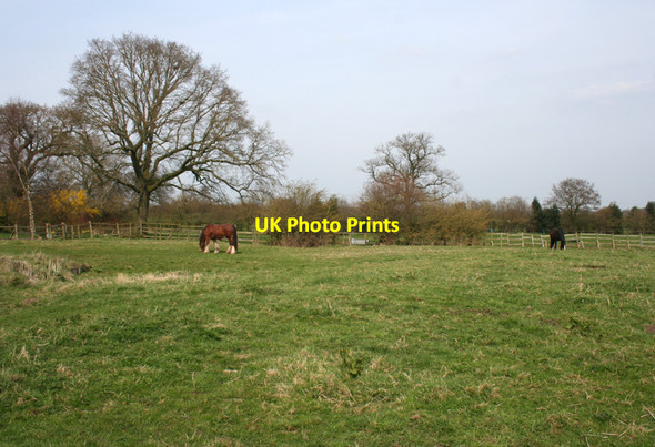 Photo 6"x4" Shire horses near Lynn Easton Broomhall\/SJ6247 c2010