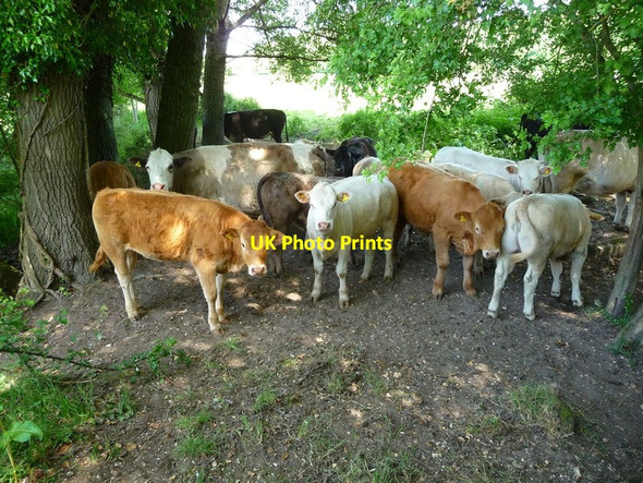 Photo 6"x4" Winchester - Cows St Cross c2011