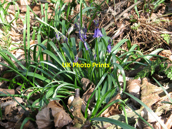 Photo 6"x4" The first bluebells in Welldon Wood Salhouse c2012