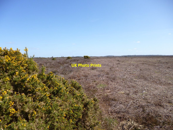 Photo 6"x4" Ibsley Common, conservation Furze Hill\/SU1711 c2012