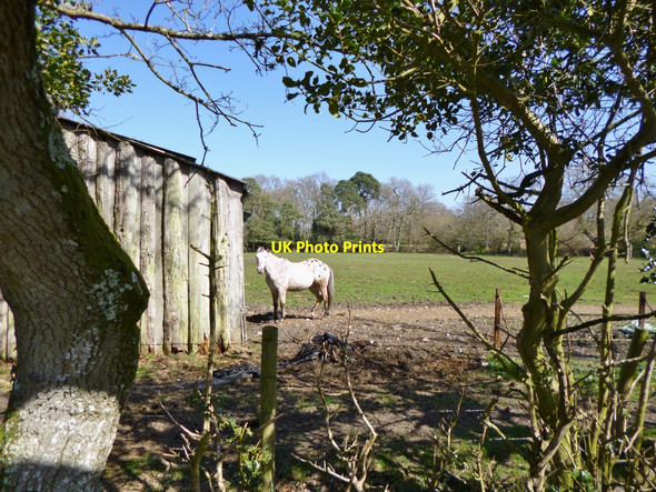 Photo 6"x4" Linwood, horse grazing Linwood\/SU1809 c2012