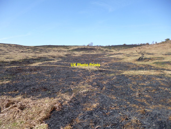 Photo 6"x4" Ibsley, conservation Linwood\/SU1809 c2012