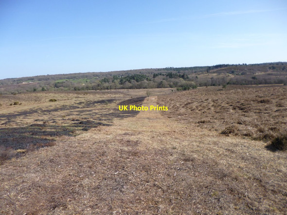 Photo 6"x4" Ibsley Common, firebreak Linwood\/SU1809 c2012