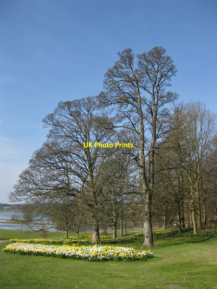 Photo 6"x4" Early Spring, Castle Howard estate Coneysthorpe c2012