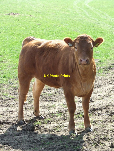 Photo 6"x4" Young Cow Nayland c2012