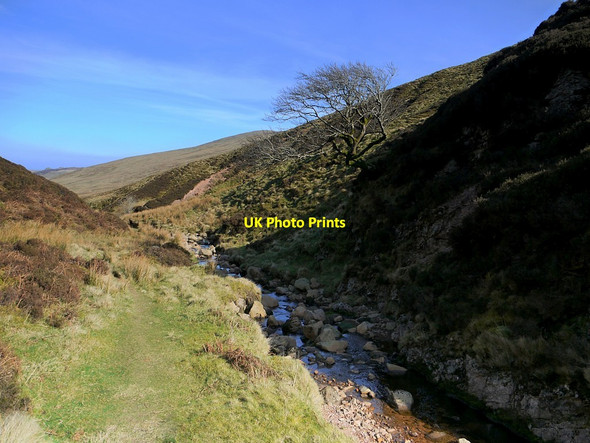 Photo 6"x4" Tree overhanging Harthope Burn Cairn Hill\/NT9019 c2012