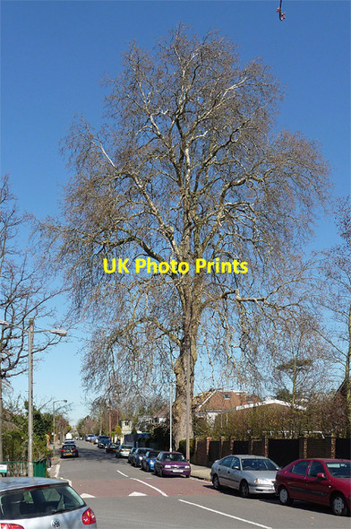 Photo 6"x4" Plane, Roehampton Gate Barnes c2012