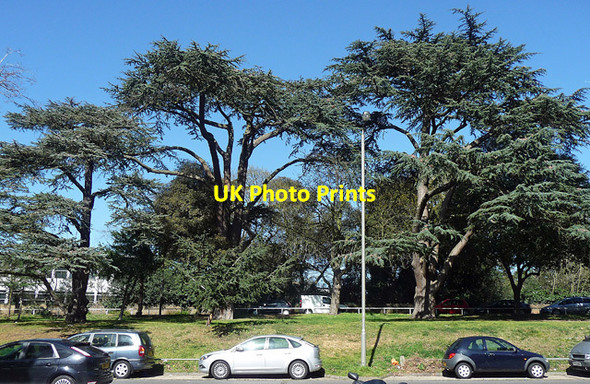 Photo 6"x4" Cedars, Highcliffe Drive Barnes c2012