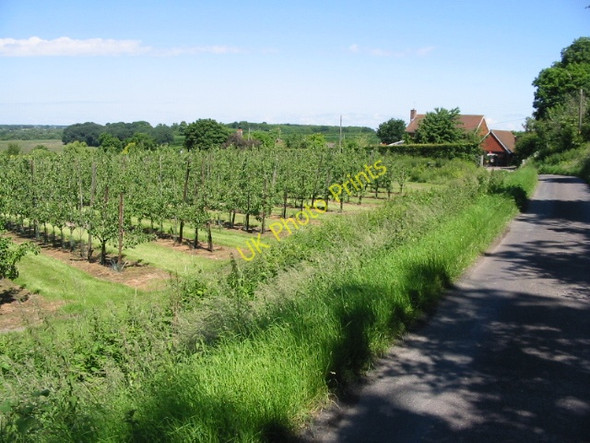 Photo 6"x4" Wenderton Lane and orchard Broomhill\/TR2458 c2008