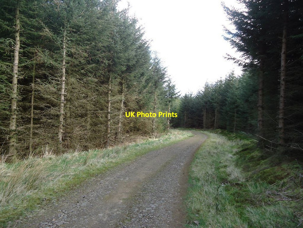 Photo 6"x4" Carron Valley Forest, track [3] Little Bin\/NS6782 c2012