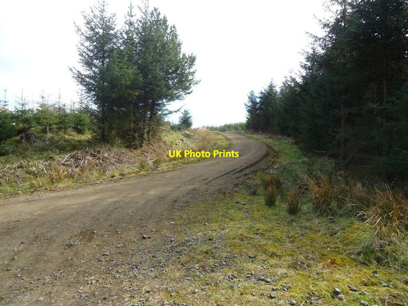 Photo 6"x4" Carron Valley Forest, track [4] Little Bin\/NS6782 c2012