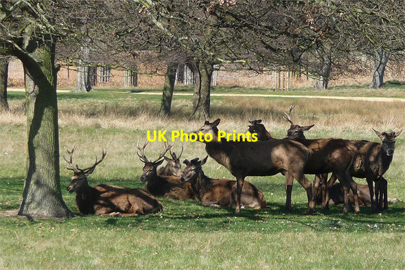 Photo 6"x4" Deer, Richmond Park Richmond\/TQ1874 c2012