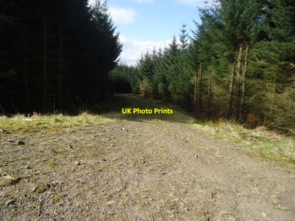 Photo 6"x4" Carron Valley Forest, track [6] Little Bin\/NS6782 c2012