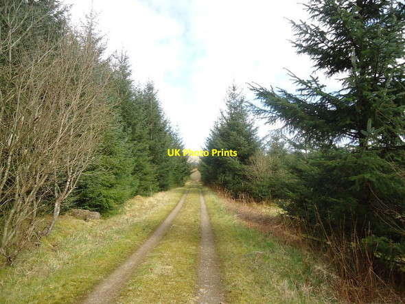 Photo 6"x4" Carron Valley Forest, track [8] Gartcarron Hill c2012