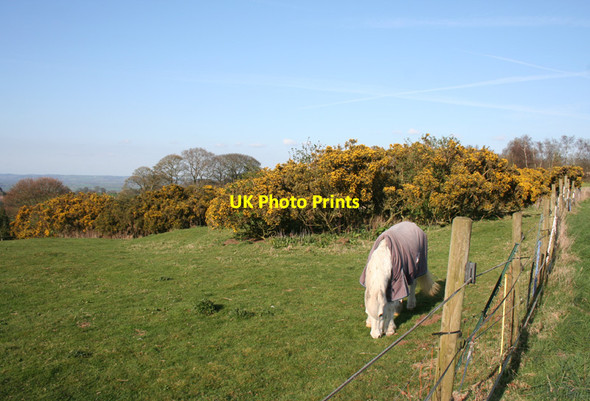 Photo 6"x4" Horse and gorse near Raw Head Burwardsley c2012