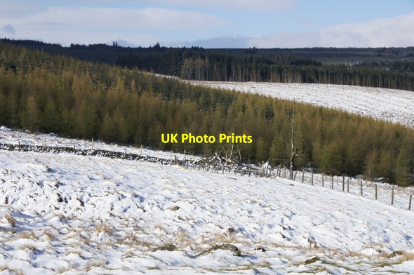 Photo 6"x4" Forestry above Bridge of Cally Bridge of Cally c2012