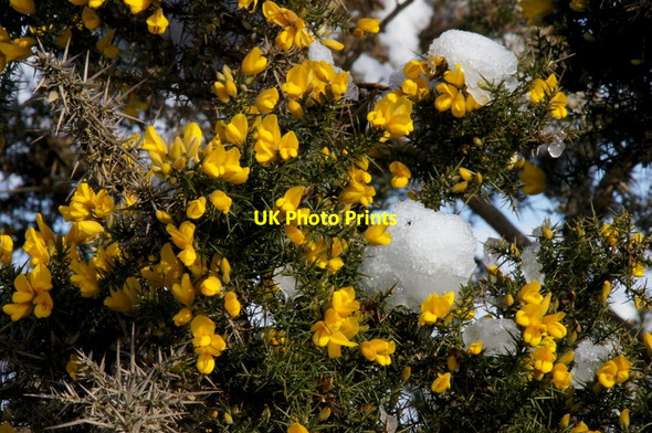 Photo 6"x4" Gorse (Ulex europaeus) in the snow, above Bridge of Cally Bridge of Cally c2012