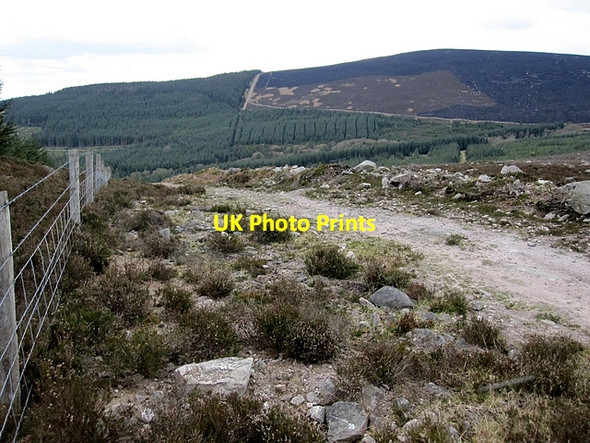 Photo 6"x4" Forest and Fence Ballypatrick c2012