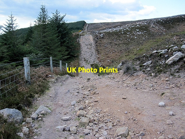 Photo 6"x4" Forest and Track Ballypatrick c2012