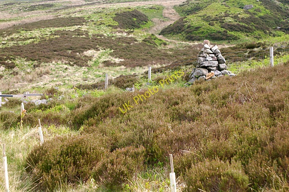 Photo 6"x4" Oak saplings at Brim Clough Brown Syke Hill c2008