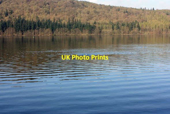 Photo 6"x4" Wildlife in Windermere Windermere\/SD4198 c2012