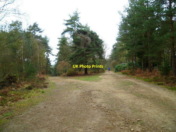 Photo 6"x4" Bridleway junction south of Peaslake Peaslake c2012