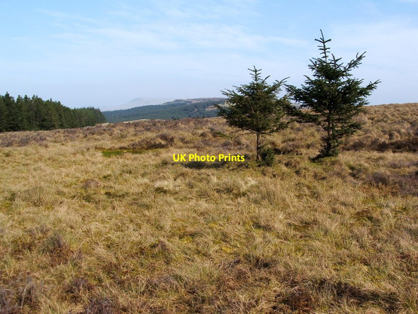 Photo 6"x4" Grouse butt on Dumbarton Muir Carling Burn c2012
