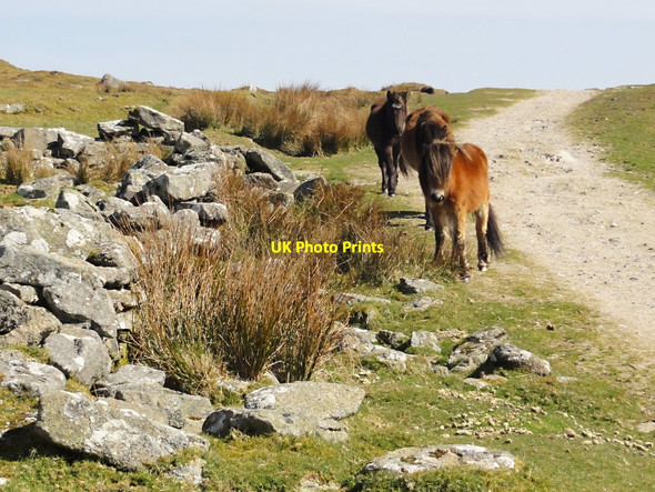 Photo 6"x4" Dartmoor Ponies at Eylesbarrow Tin Mine Eylesbarrow c2012