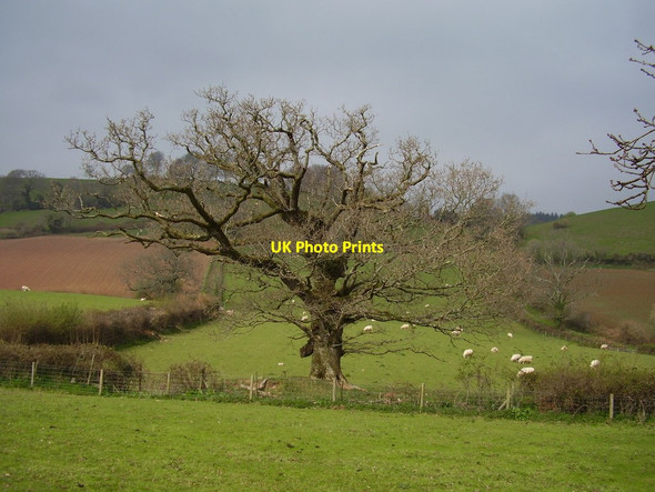 Photo 6"x4" An ancient oak Cotford c2012