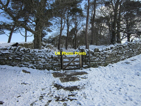 Photo 6"x4" Walking east at Housesteads Crags Thorngrafton c2012