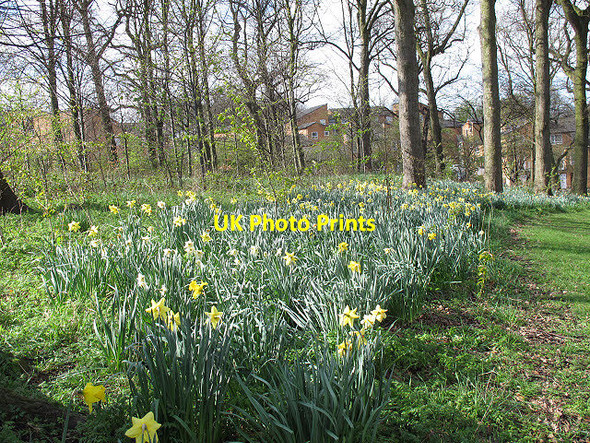 Photo 6"x4" Norfolk Park: daffodils Sheffield\/SK3587 c2012