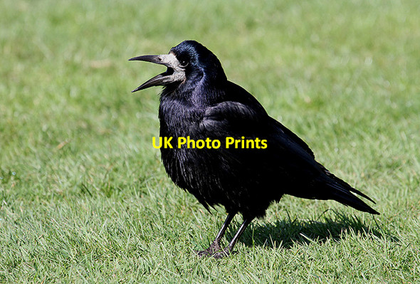 Photo 6"x4" A rook at Langholm Langholm\/NY3684 c2012