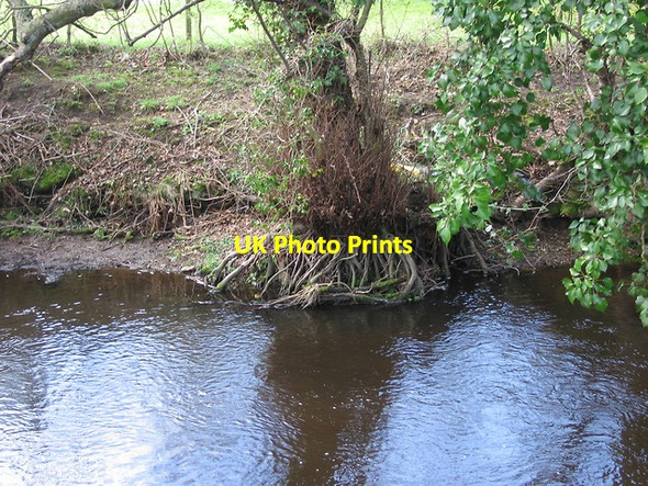 Photo 6"x4" Alder roots in the river Loxley Stacey Bank c2012
